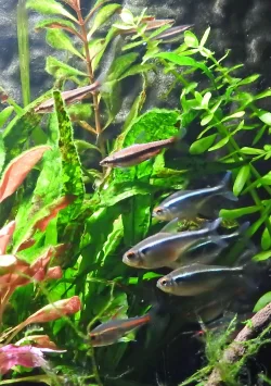 DSCN3992.webp