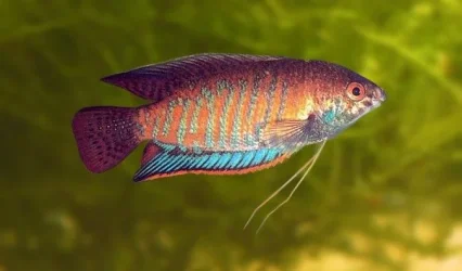 Trichogaster fasciata3.webp