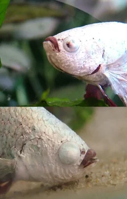 Dragonscale eyes.webp Dragonscale eyes.webp