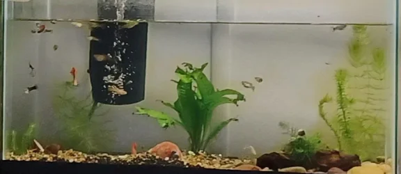 PlantedTankStart.webp