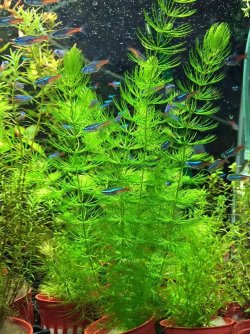 hornwort-aquarium-plant.jpg