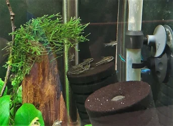 C. pygmaeus on sponge filter Sept 25-2021 (2).webp