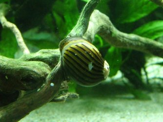 #4 zebra nerite.JPG