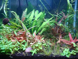 7 gallon nano.webp