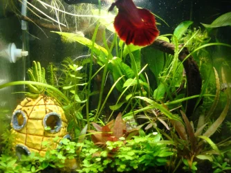 6 gallon nano.webp