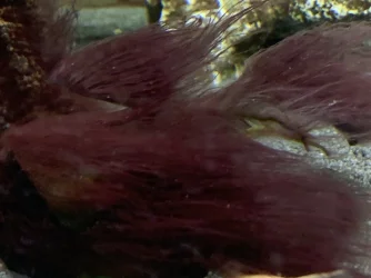 ALGEA1.webp