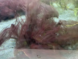 ALGEA2.webp