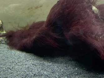 ALGEA3.webp