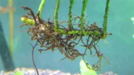 rhizome.webp