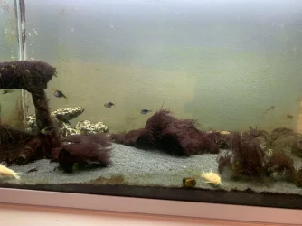 FISH6.webp
