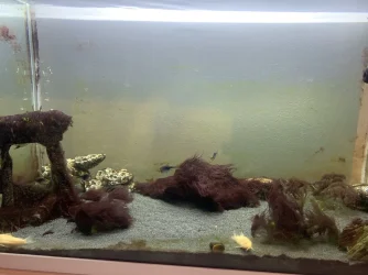 FISH7.webp