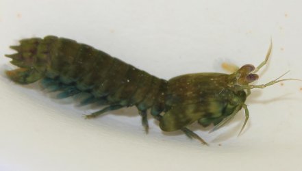 p-832-Neogonodactylus-wennerae-resize.jpg