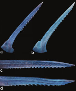 Dorsal-and-pectoral-fin-spines-of-a-c-Corydoras-brittoi-NUP-17313-341-mm-SL.png
