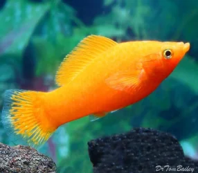 orange sailfin mollie female.webp