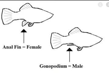 How_to_know_male_or_female_Male_or_female_molly.webp