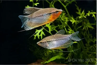 Trichogaster leerii pair.webp