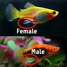 fish gender.webp fish gender.webp
