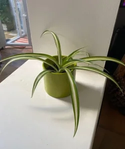 plant pic.webp