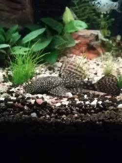 pleco.webp