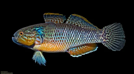 Dormitator-maculatus_001.webp