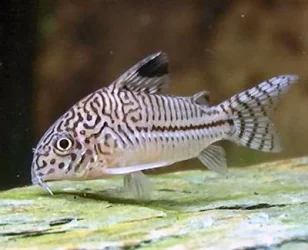Corydoras trilineatus1.webp
