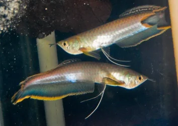 Blue-Arowana-e1576712125566.webp