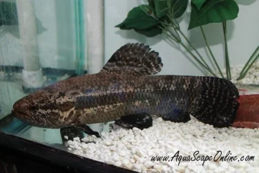 wolffish_black_curupira_2.webp