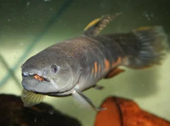 Red-Wolf-Fish-1-1-1.webp