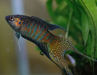 1544px-DV_Paradise_fish_male_05.webp