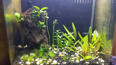 16374207961856462803493263939684.webp