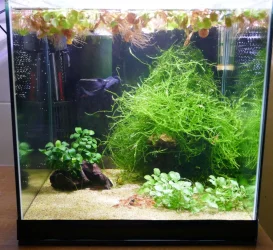 Shrimp tank Nov 2021.webp