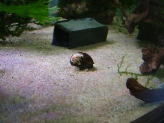 Zebra nerite May 2020 1.JPG