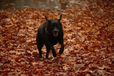 IMG-20211124-WA0036.webp