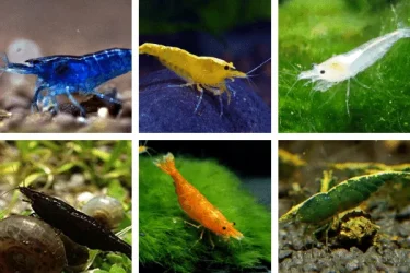 Different-Cherry-Shrimp-Types.webp Different-Cherry-Shrimp-Types.webp