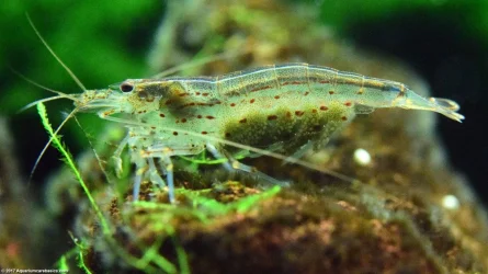 amano-shrimp-eggs-upclose.webp amano-shrimp-eggs-upclose.webp