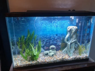First Setup.webp