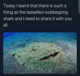 Shark.webp