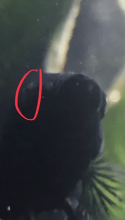weird wound:hole #2.webp