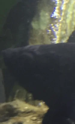 white growth on top of head.webp