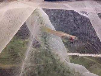 guppy.webp