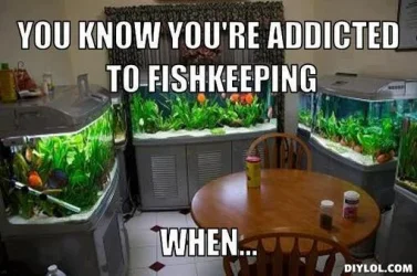 Addicted-to-Fishkeeping.webp
