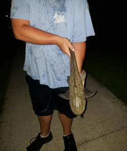 pleco.webp