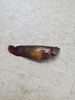 dead betta.webp