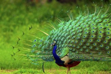 Peacock.jpg