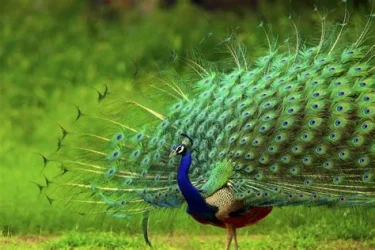 Peacock.webp