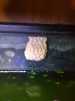 eggs.jpg