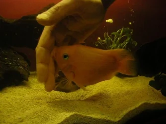 picture_248.webp