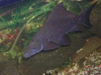 blacky.webp