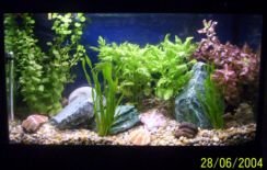 My_Aquarium1.jpg