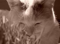 frank_and_grass.JPG